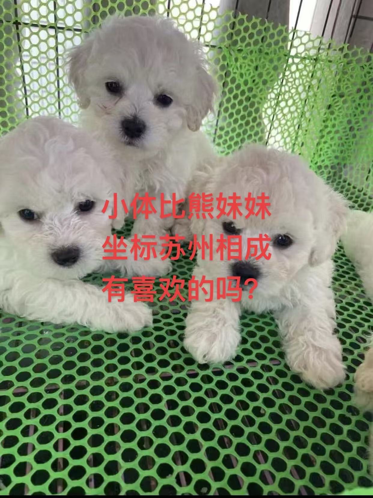 小体比熊